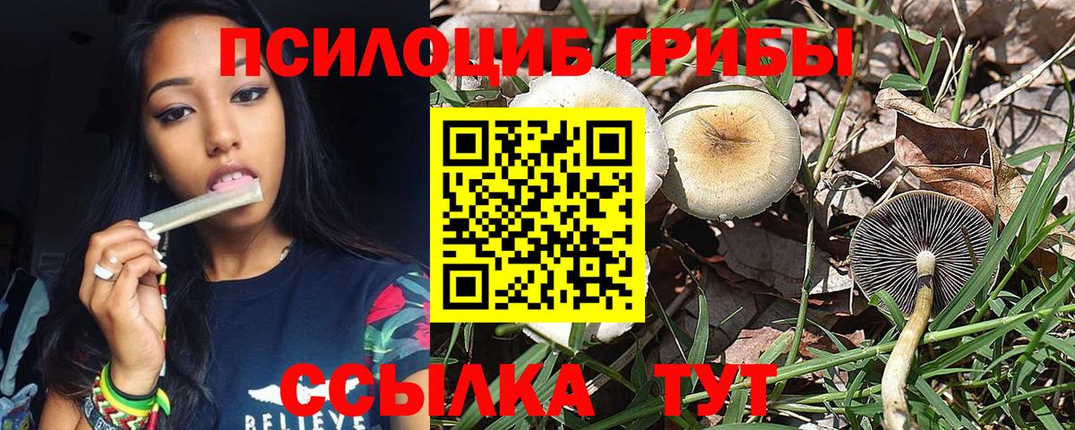 Псилоцибиновые грибы Psilocybine cubensis Семёнов
